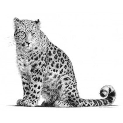 Amur Leopard by David Dancey-Wood
