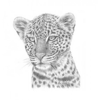 Leopard Study by Peter Hildick