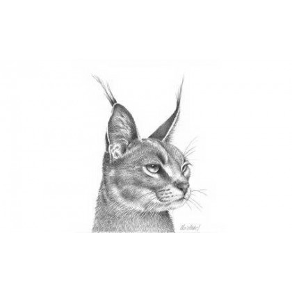 Caracal Study by Peter Hildick