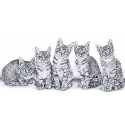 Ocicat Kittens by Sue Miles