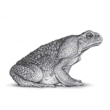 Marine Toad by David Dancey-Wood