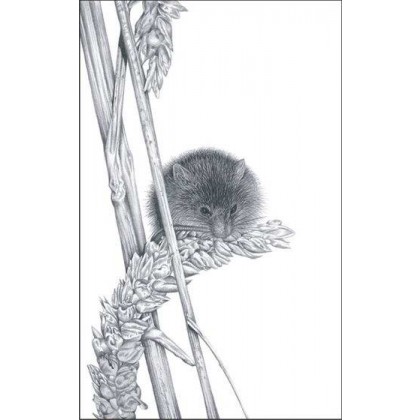 Harvest Mouse by David Dancey-Wood