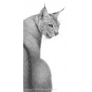 Eurasian Lynx by David Dancey-Wood