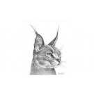 Caracal Study by Peter Hildick