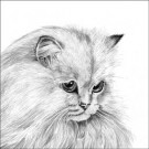 White Persian by Sue Miles