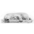 Arctic Dreams by David Dancey-Wood