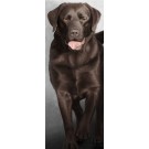 Walk Tall - Chocolate Labrador