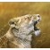 Lioness Yawn by Lyndsey Selley